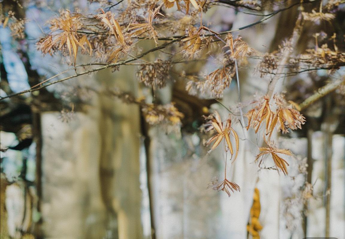 弗吉尼亚大学VS德州理工：精彩对决回顾与分析